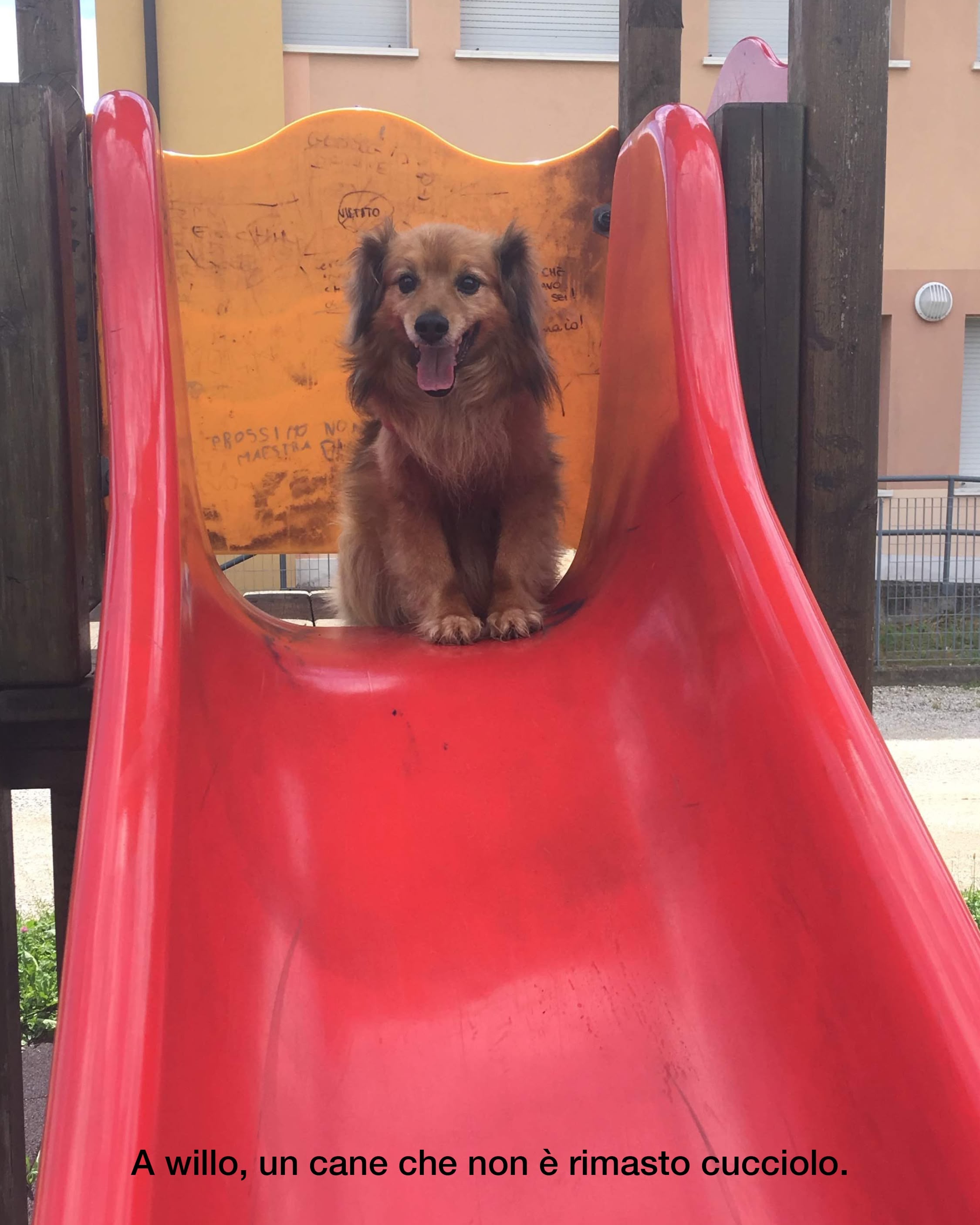 Maledetti Cani