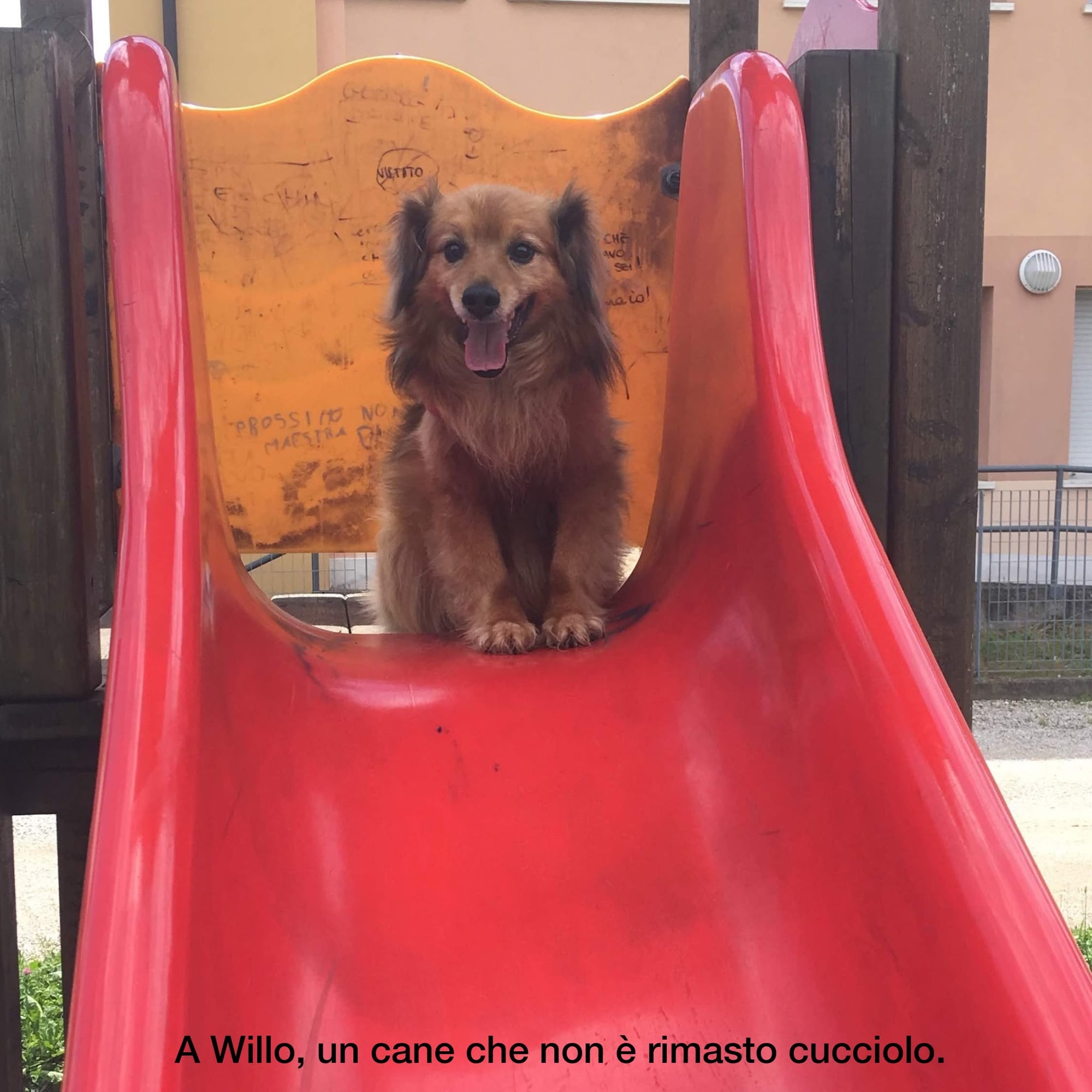 Maledetti Cani